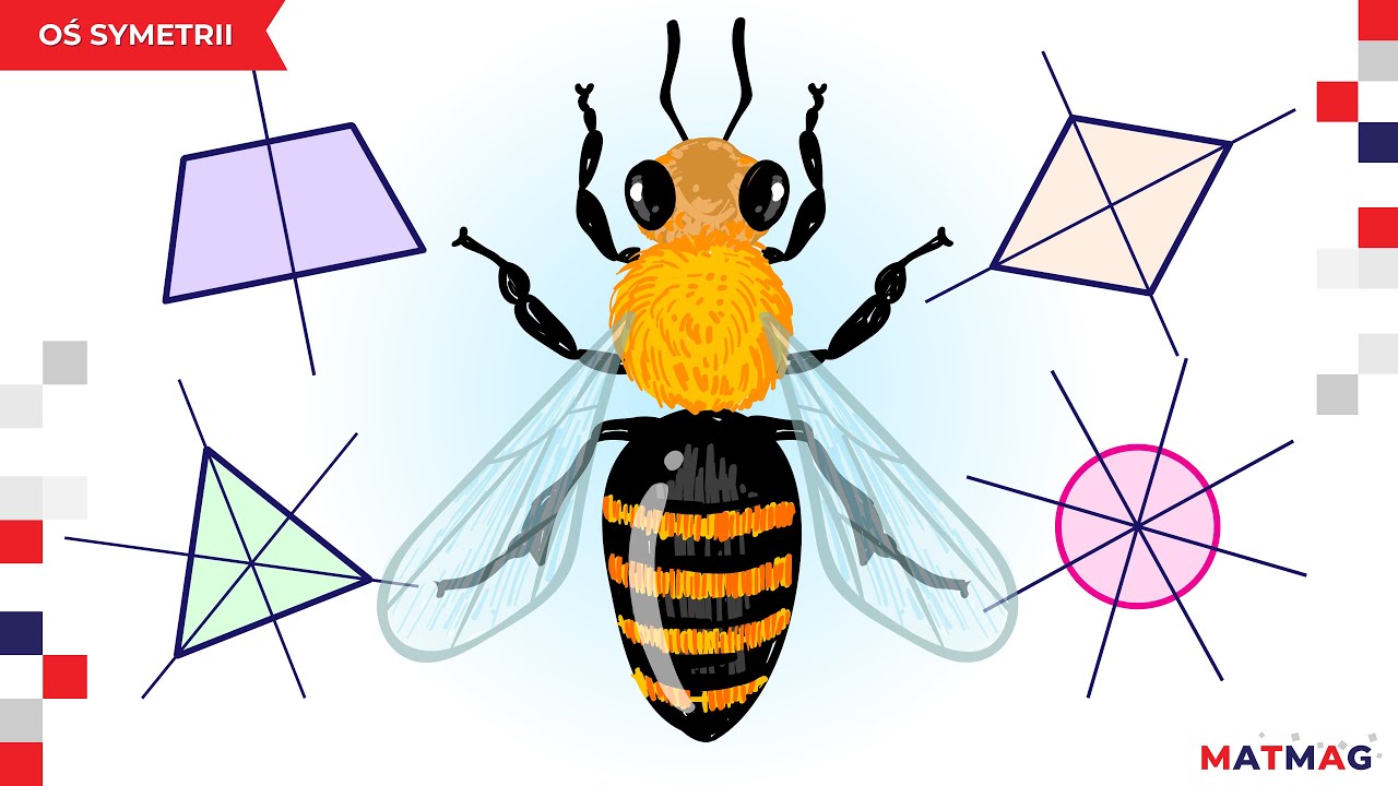 🐝 Oś symetrii ⭐ MATMAG