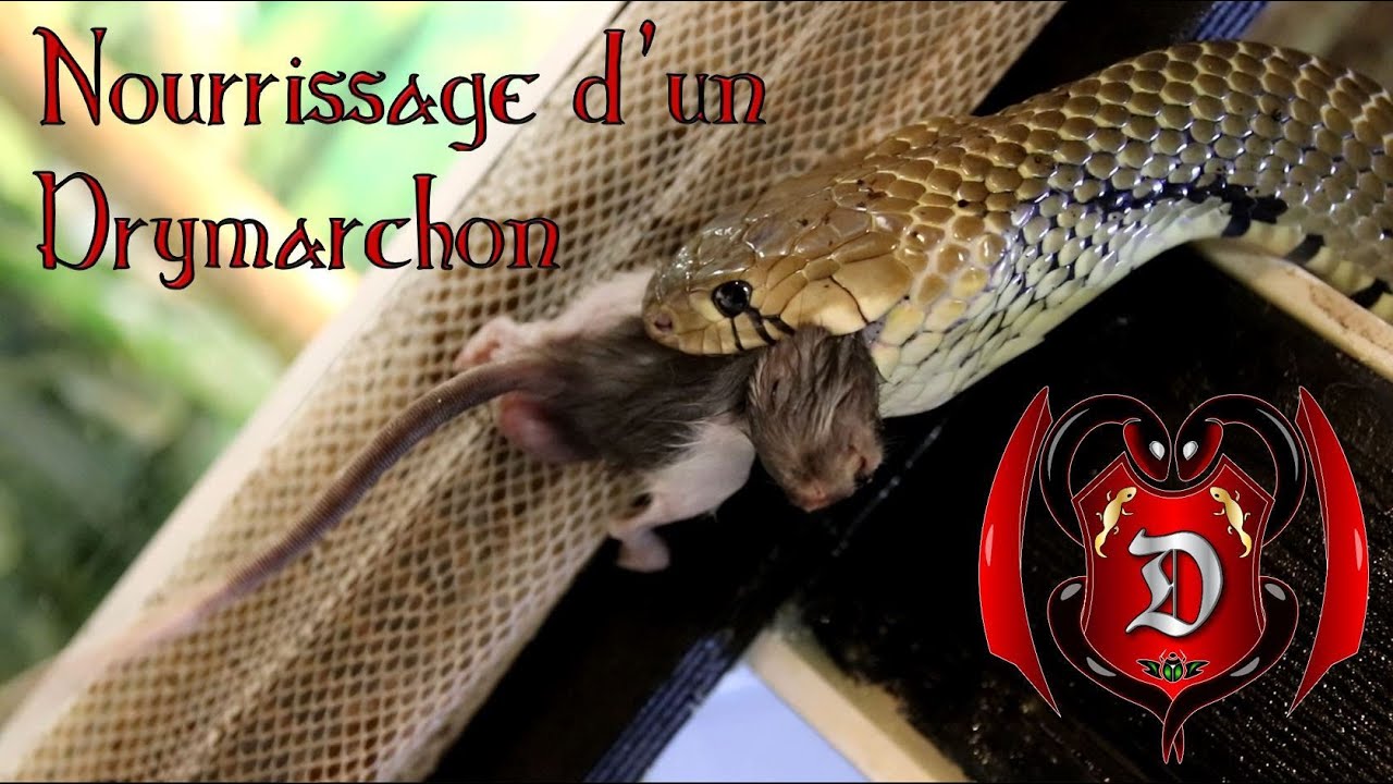 On nourrit un Drymarchon ! (Et d'autres couleuvres)