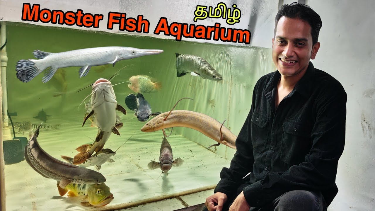 This Shop Has Every Monster Fish You Can Imagine! | தமிழ்