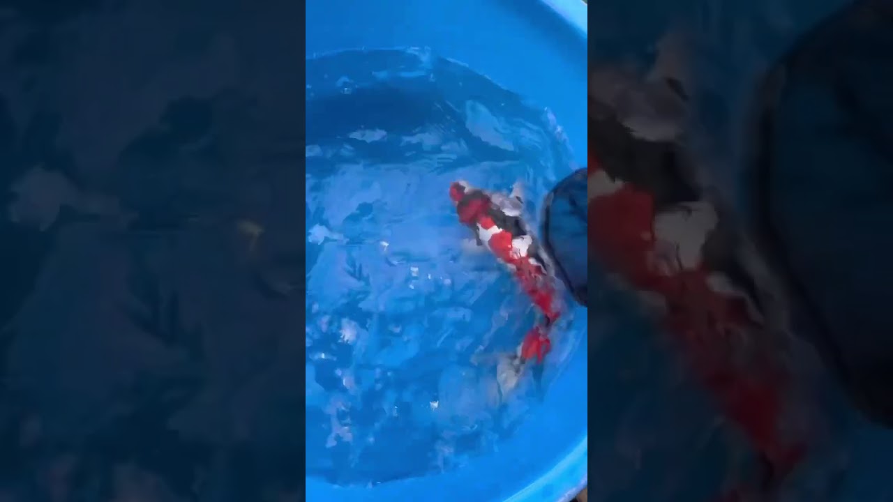 INCREDIBLE DOITSU SHOWA #japanesekoi #fish #koipond #japan #koi #shorts