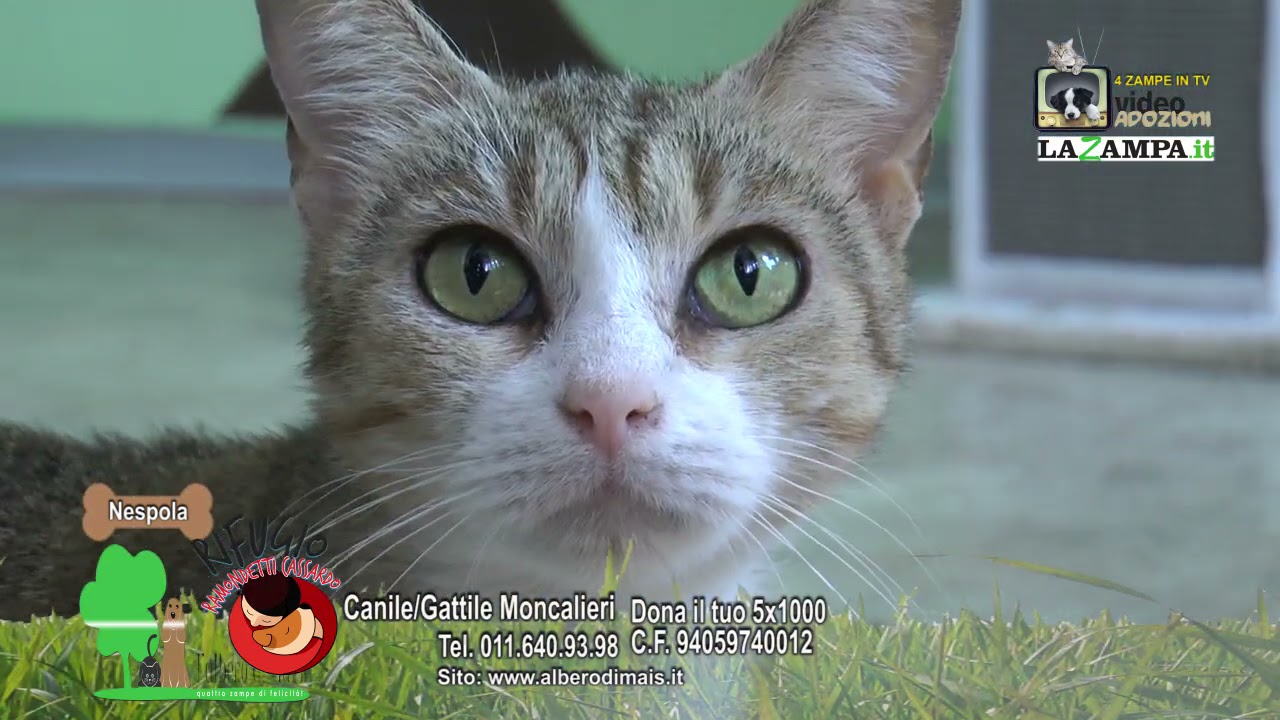 GATTILE MONCALIERI (92) Puntata 1184