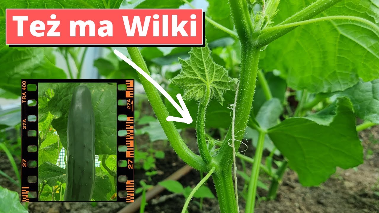 Wilki ogórków usuwaj jak pomidorom