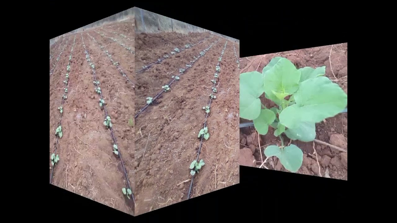 Butternut Growing Progress 🌱🍈 | From Seeds to Strong Vines in Zimbabwe!