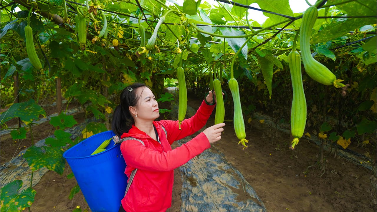 Harvest 1000kg Luffa Gourds and Sell at Countryside Market | Hue Family