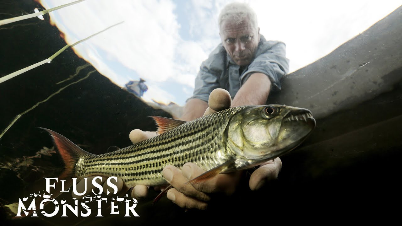 Die Rückkehr zum afrikanischen Tigersalmler: Jeremy spielt den Köder | S7 E02 | Fluss Monster