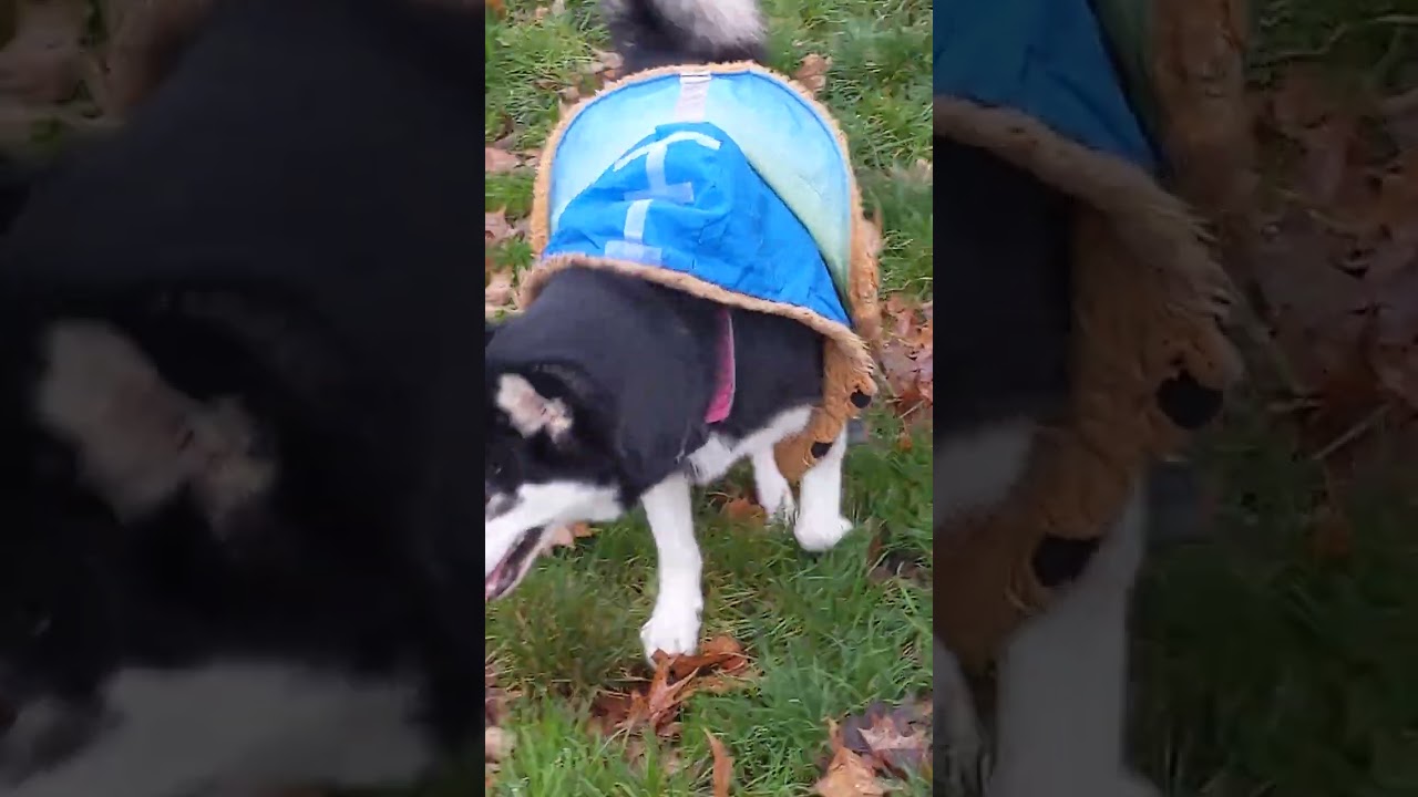 A Dolly Butt Play Date