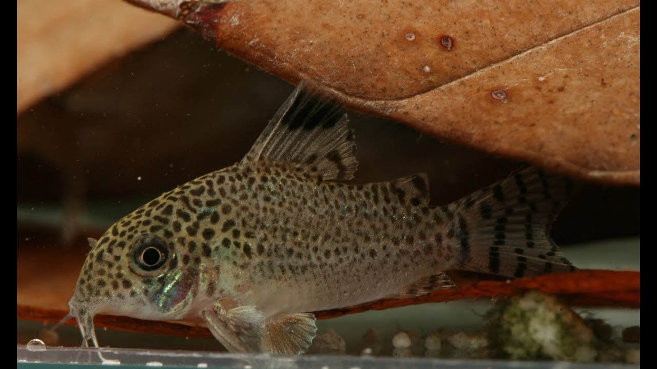 Corydoras punctatus im Iracobou