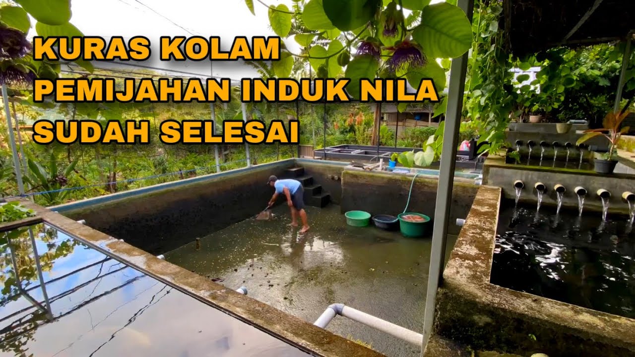 PEMIJAHAN INDUK NILA TELAH SELESAI - KURAS KOLAM UNTUK MEMISAHKAN INDUKAN JANTAN DAN BETINA