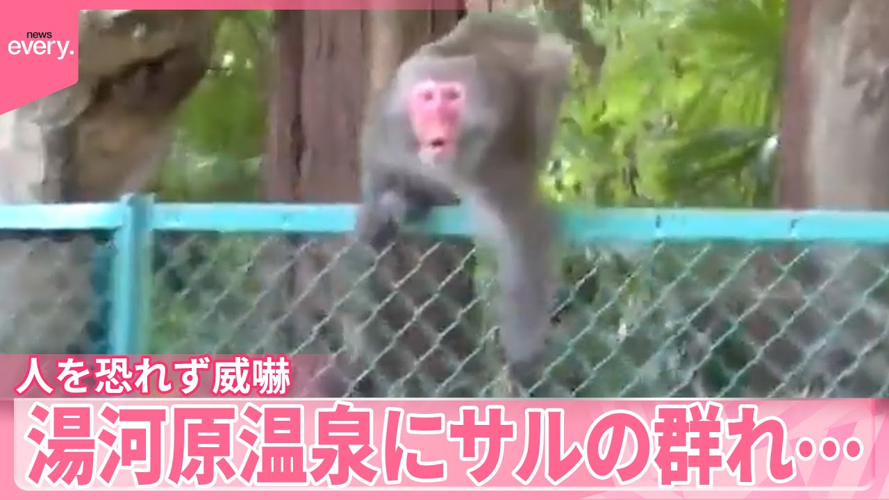 【サル】農作物にも被害“悔しさと怒り”  湯河原温泉に群れ  人を恐れず威嚇『気になる！』