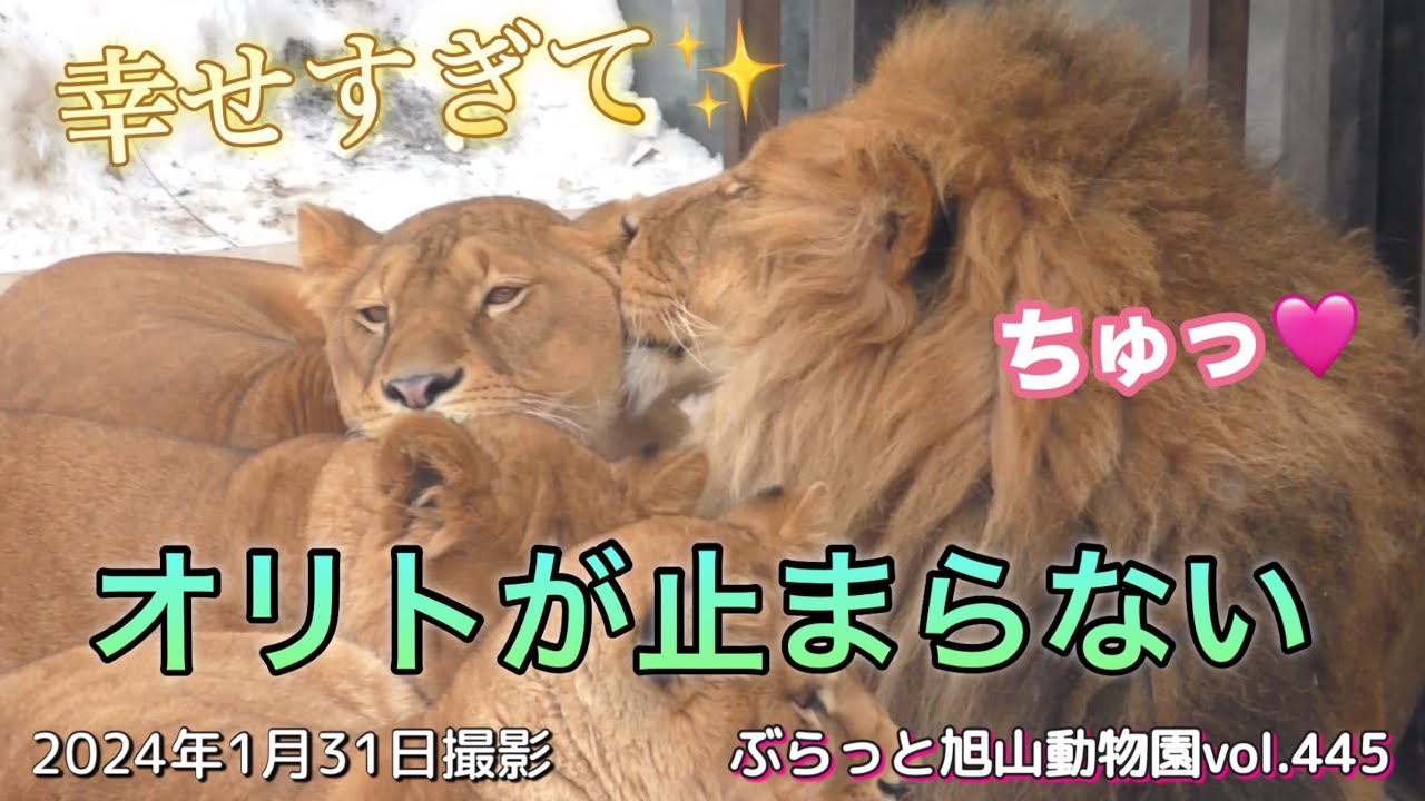 《旭山動物園ライオン＆トラ》新床に幸せが爆発するオリトパパが子どもになる日。オリトファミリーvol446/A family lion dad's happiness is exploding