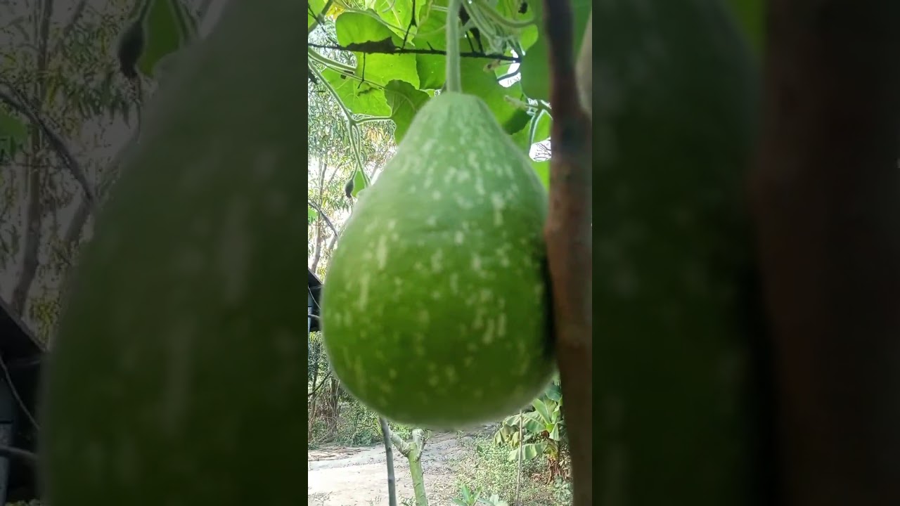 তাদের বাড়ির গাছপালা দেখে হিংসে লাগছিল