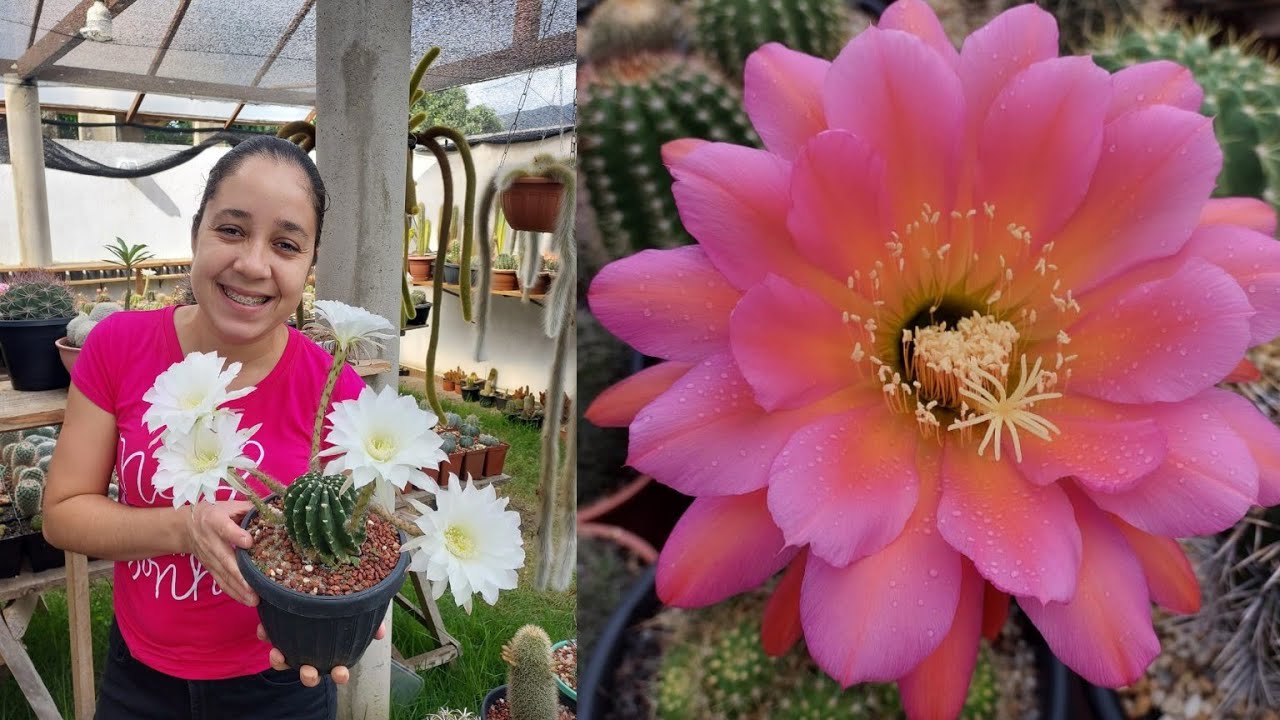 Mais Florações em nosso cultivo🌵 #flordecacto #cactocomflor