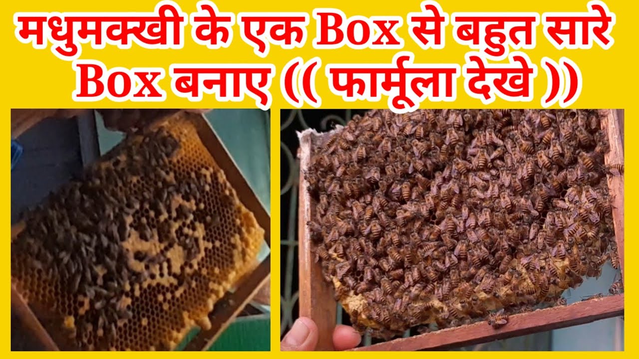 Division Of Bees Simple Way 🐝 मधुमक्खी के बॉक्स को बांटने की प्रकिया 🐝 #division #bees #beekeeping