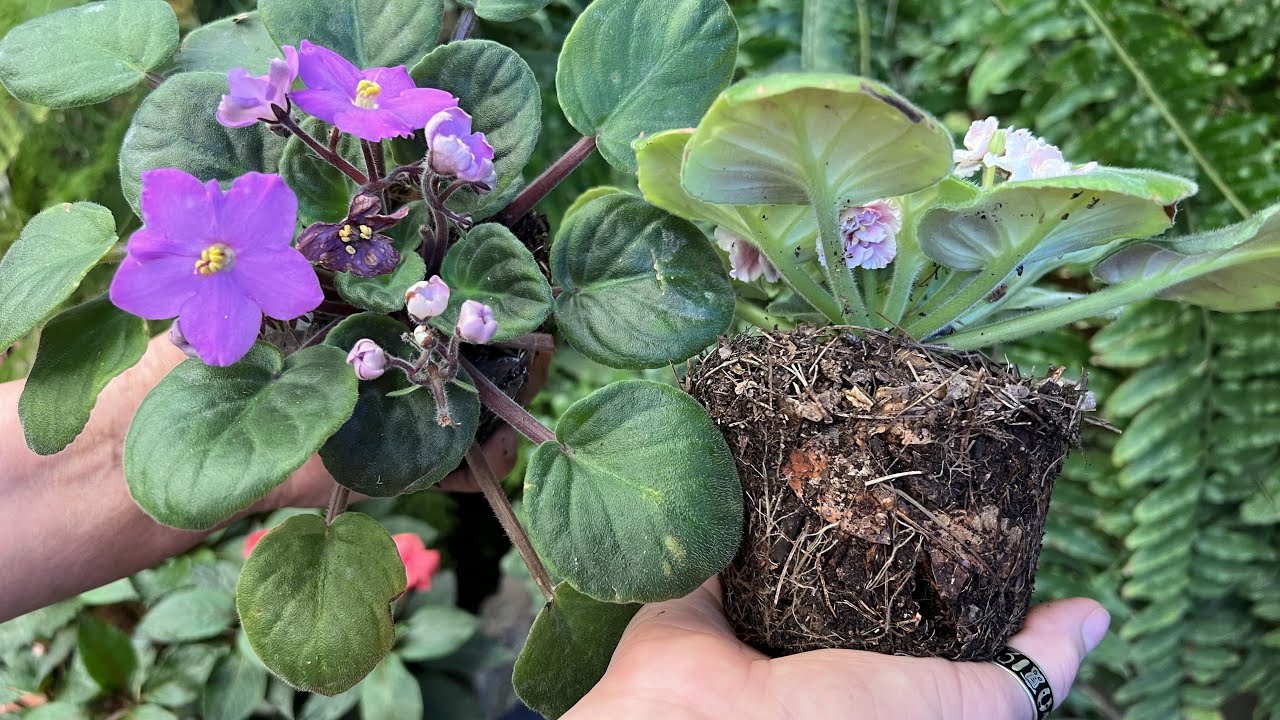 Enraízan mejor las Violetas en esta tierra