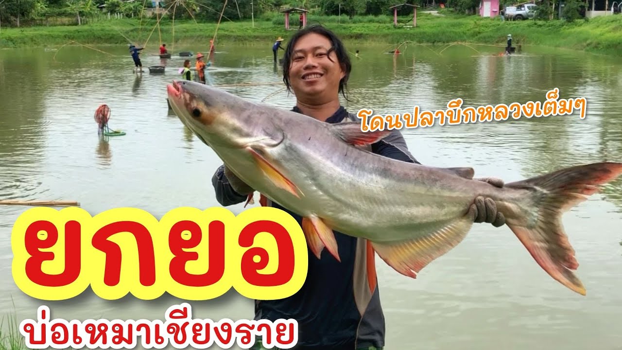 ยกยอ บ่อเหมาฟิชชิ่งเก่า ►Fishing lifestyle Ep.768