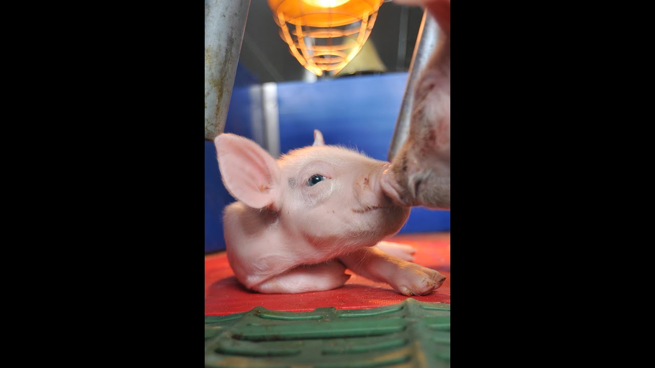 WEDA Nutrix: Neue Generation der Saugferkelfütterung_New generation of suckling piglet feeding