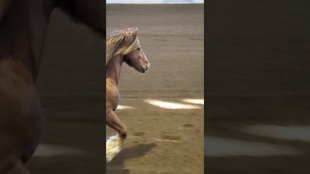 Laura Bedingfield red friesian stallion