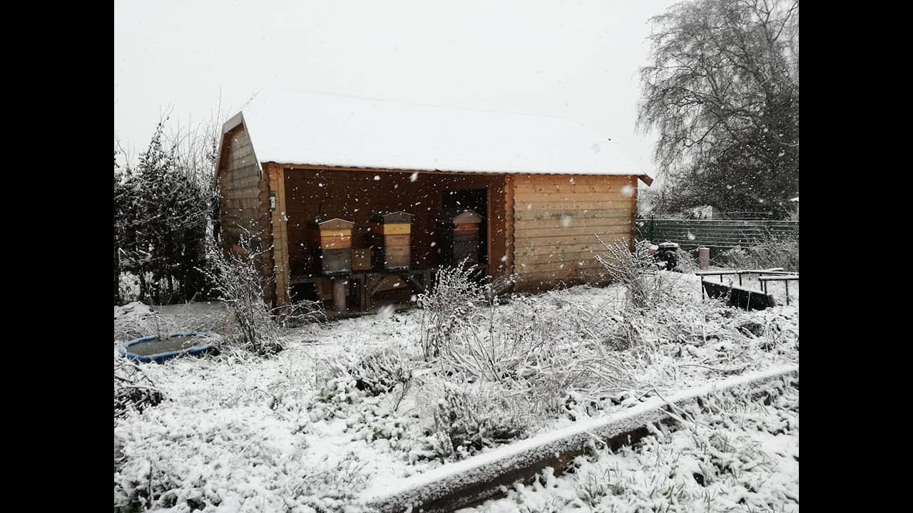 Mortalité des colonies d'abeilles en hiver