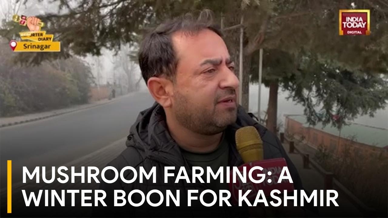 Special Report: Mushroom Cultivation Emerges as Winter Economic Booster for Kashmir's Farmers