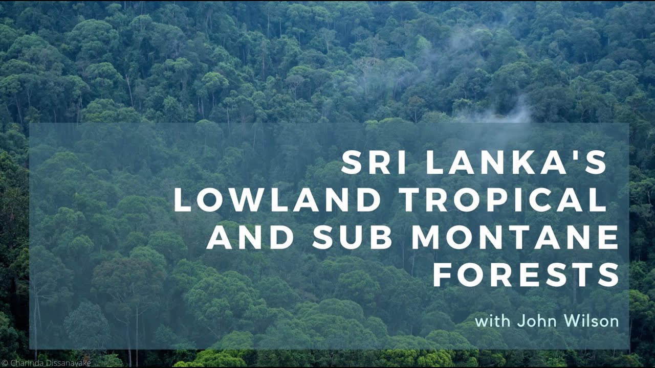 Sri Lanka's Lowland Tropical and Sub Montane Forests John Wilson