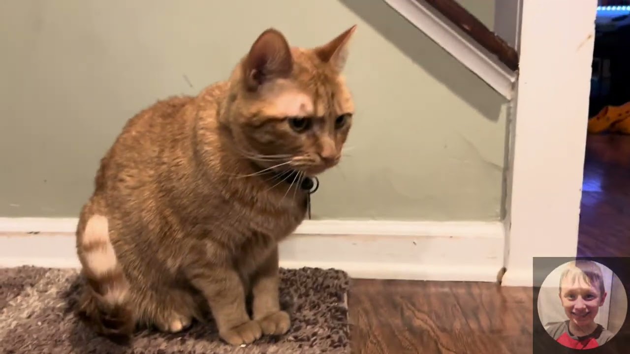 A video for cat people