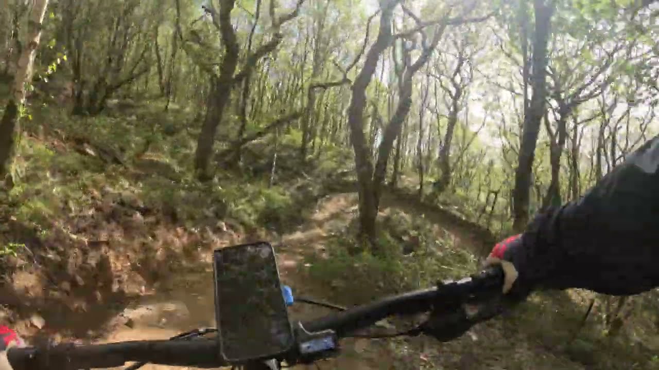 Clyne Valley Woods, Swansea, April 2025