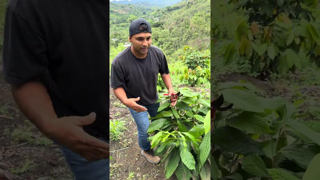 Primeras podas en plantas de cacao  #creatordigital #cacao #viralyoutube 