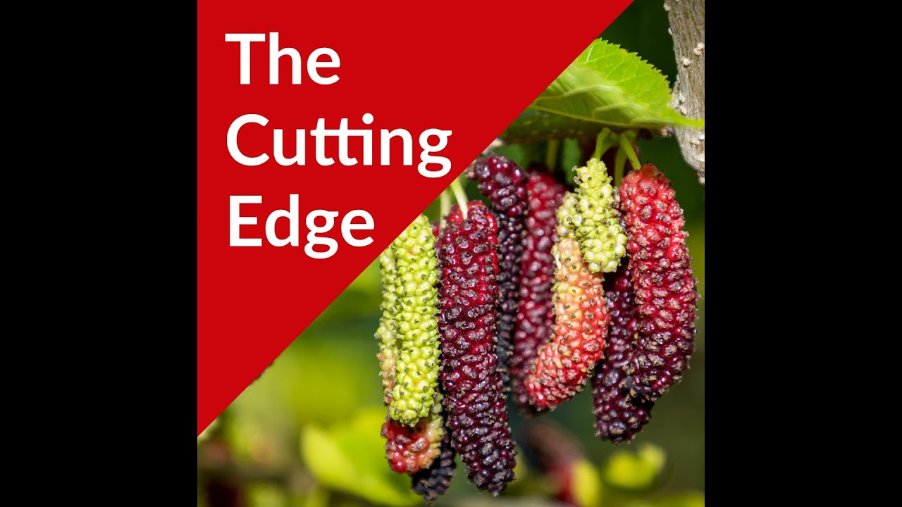 Episode #44: Mulberries Part II, Very Mulberry and Habitera Farms with Anil and Smita