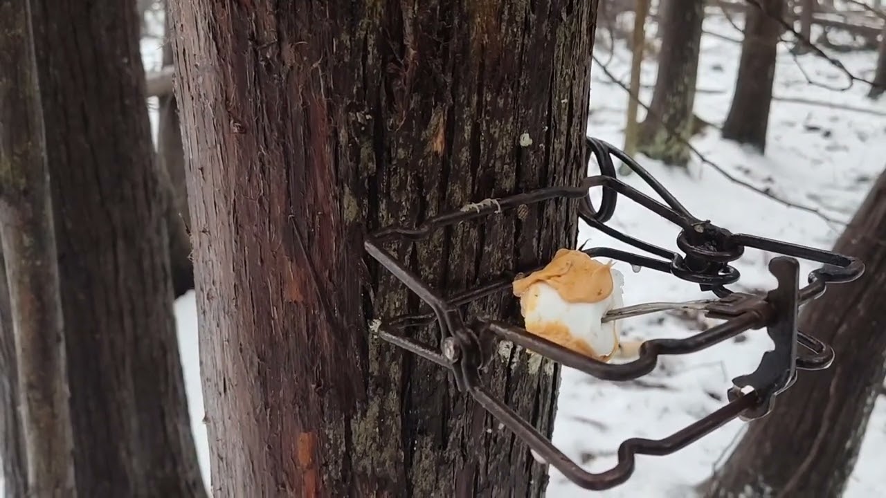 Trapping Red Squirrels in Northern Michigan