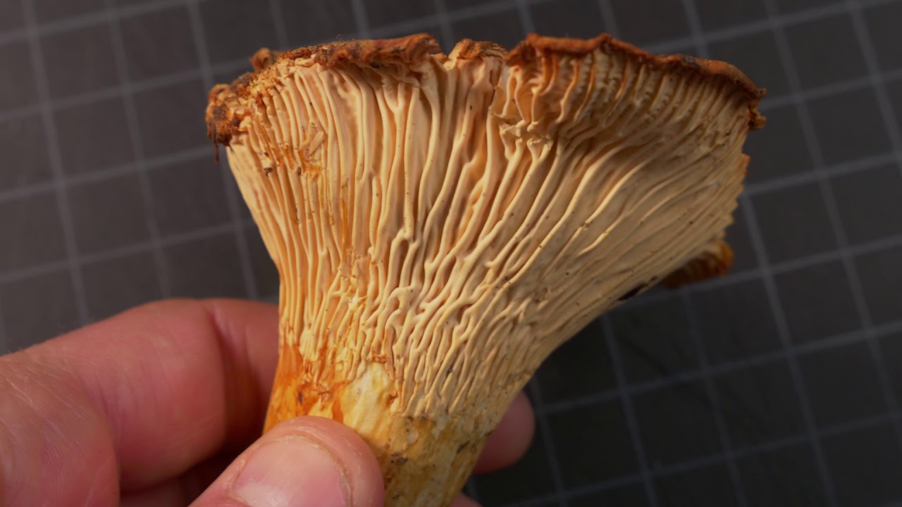 How to identify Chanterelle Mushrooms