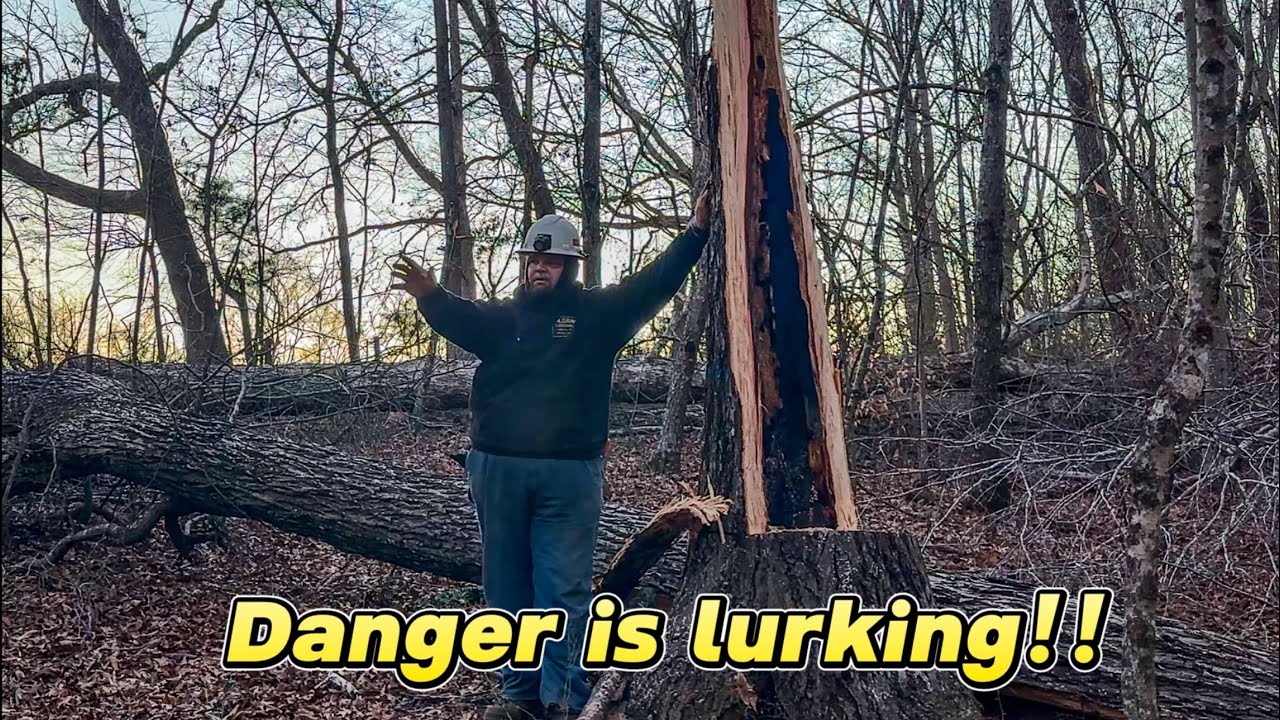 Things don’t always go as planned CUTTING TIMBER..#297  #stihlchainsaw #logging #chainsawman 