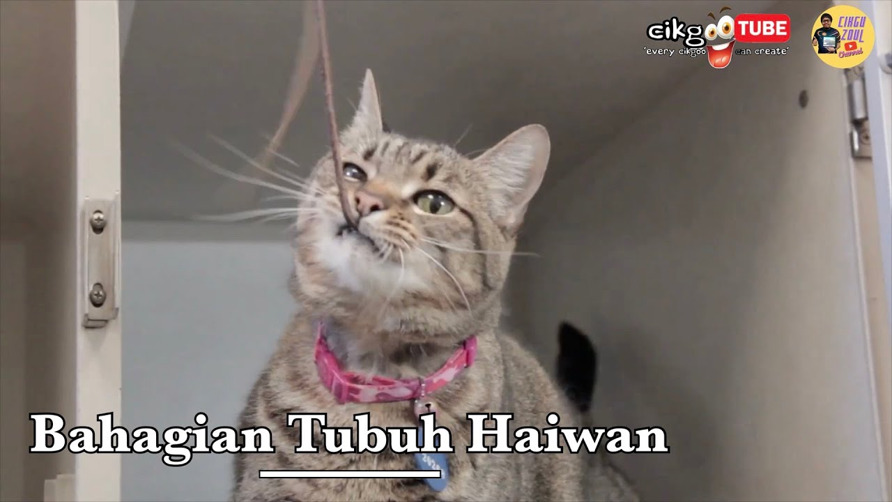 Sains Tahun 1: Bahagian Tubuh Haiwan 2