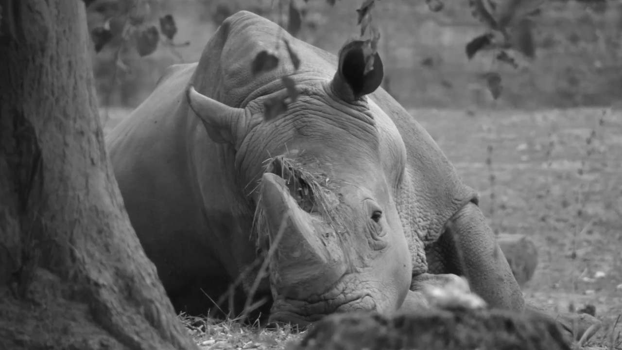 Pożegnanie nosorożca Kiwu