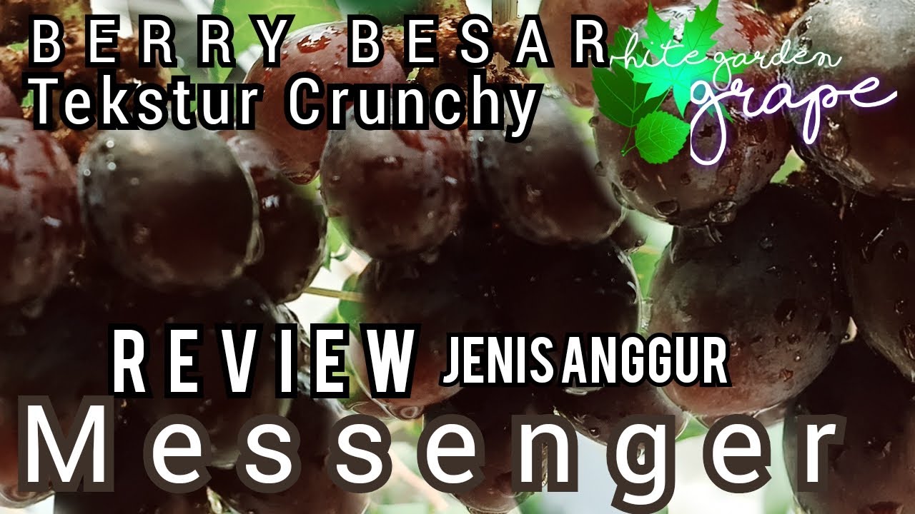 REVIEW JENIS ANGGUR MESSENGER