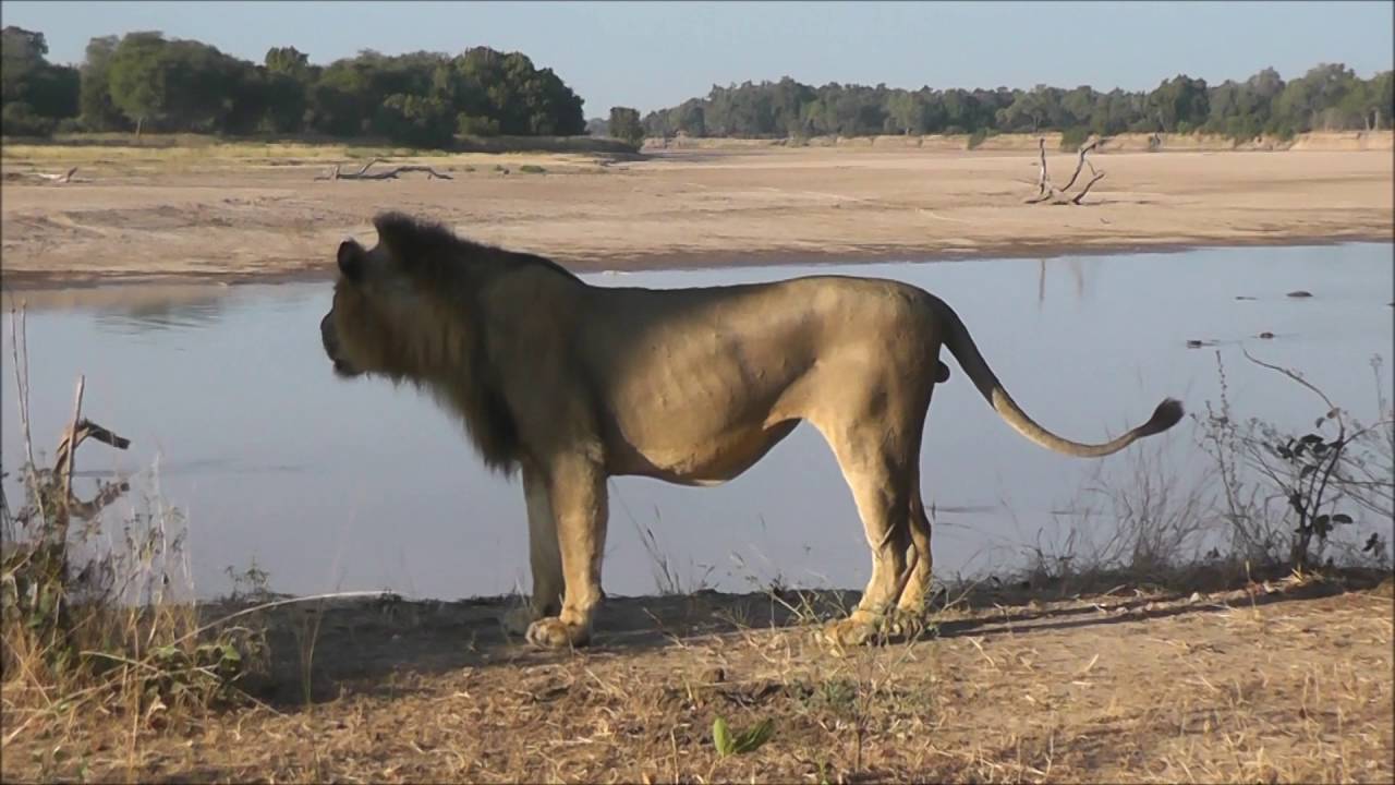 Numbu Boys   New Sheriffs in Town