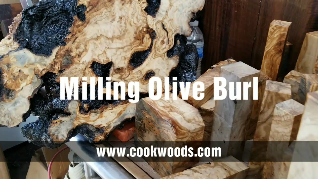Milling Olive Burl Wood at Cook Woods