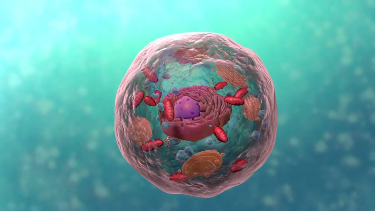 A Level Biology, Topic 1: Cell Structure