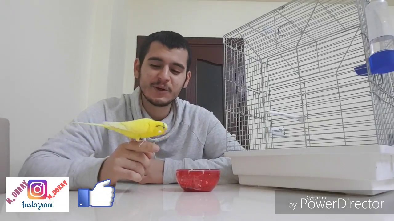 MUHABBET KUŞU ELE,KOLA, OMUZA NASIL ALIŞTIRILIR EN KOLAY YOL
