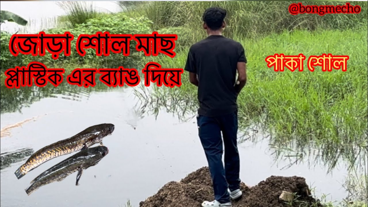 বর্ষা কালে শোল ধরা একটু কষ্ট ।। লুর দিয়ে একদম সহজ 🐸 II প্রমাণ সহ back2back hit @Bongmecho #fishing 