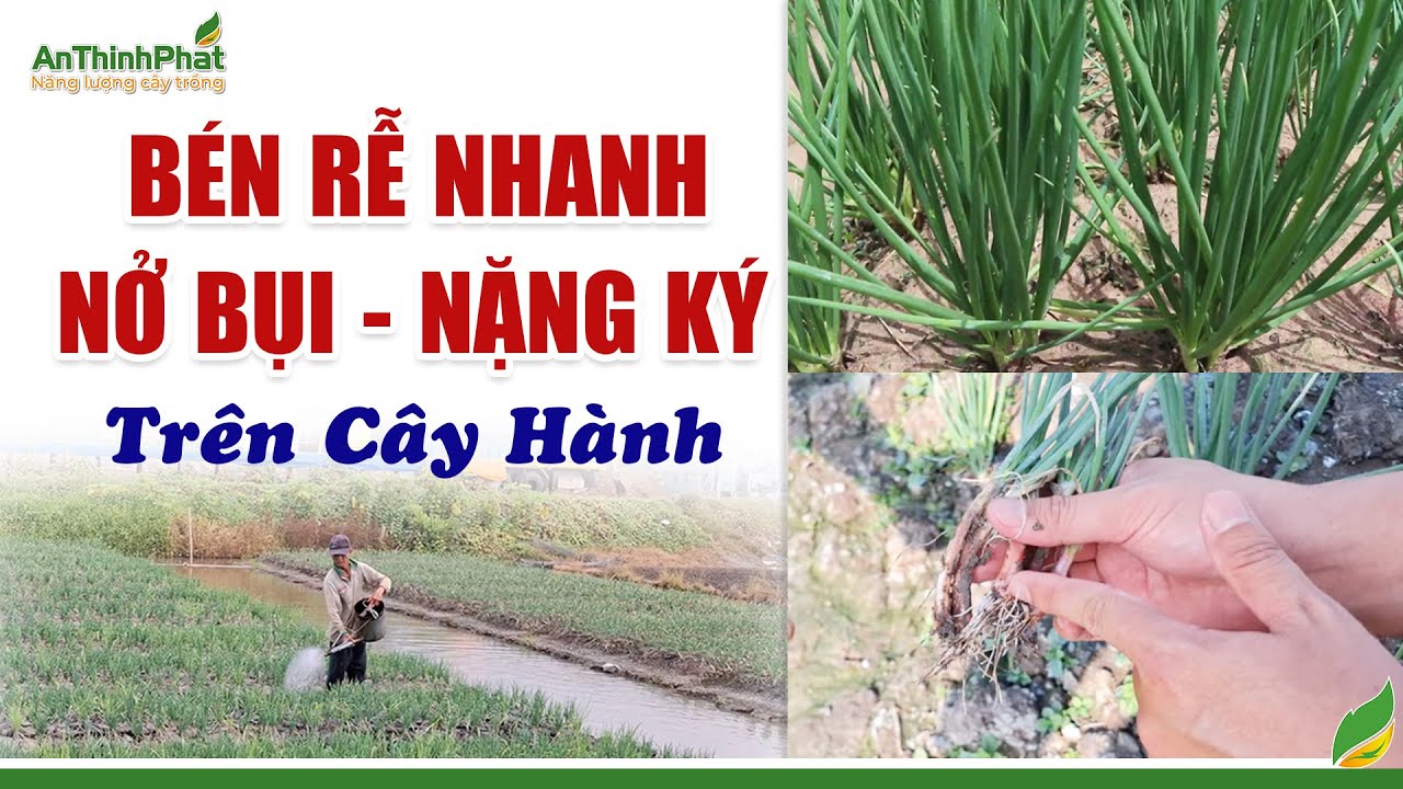 Bén Rễ Nhanh - Nở Bụi - Nặng Ký Trên Cây Hành | An Thịnh Phát