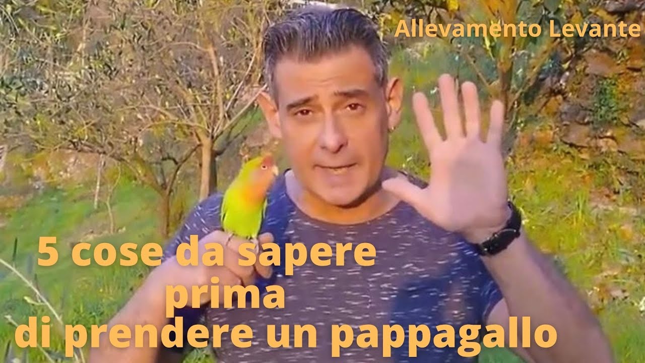 5 cose da sapere prima di prendere un pappagallo