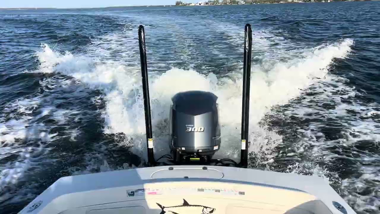 Morning commute with the Dolphins