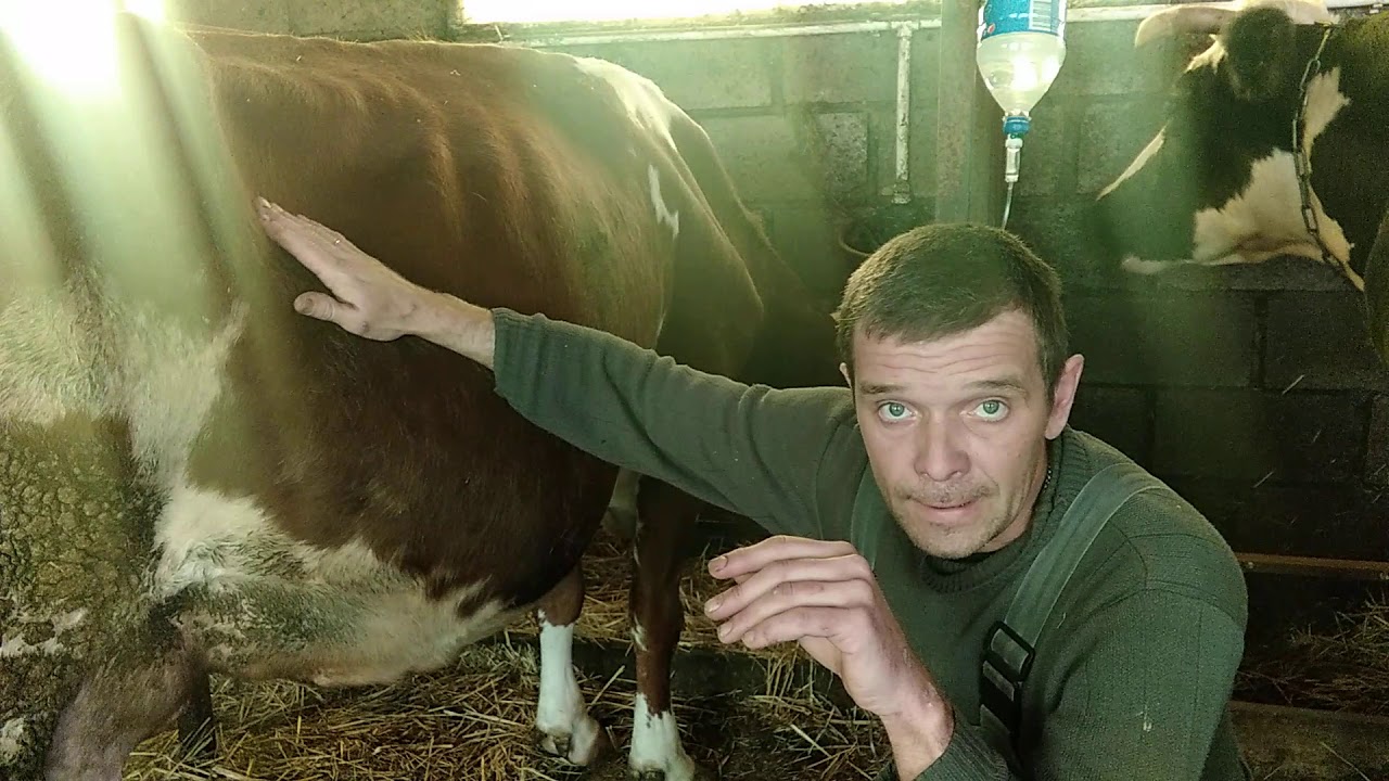 Ласковый убийца коров‼️‼️‼️ПИРОПЛАЗМОЗ🆘Срочно ставим медицинскую систему,спасаем коровку😞