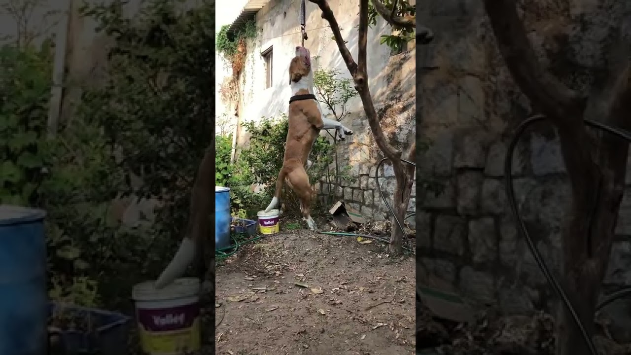 Morning workout | spring pole pitbull workout Karnataka dogs pitbull Hassan chethan