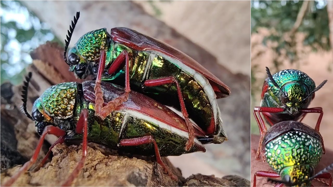 How Jewel Beetles Mate | jewel Beetle Flying Sound | Beetles Egg 🥚🪲🐞 🧬  Life Cycle TV #lifecycletv22