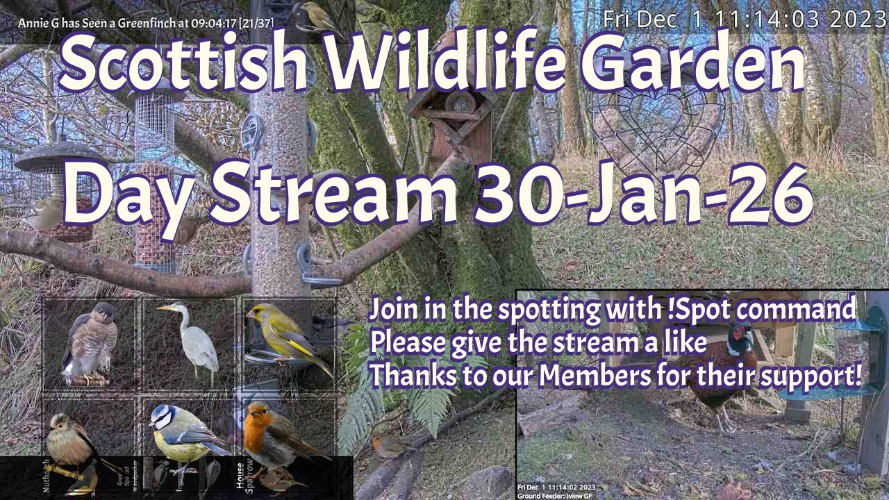 Day Stream January 30th 2026 | Bird Feeders, Wildlife Cameras Scotland UK from SWG