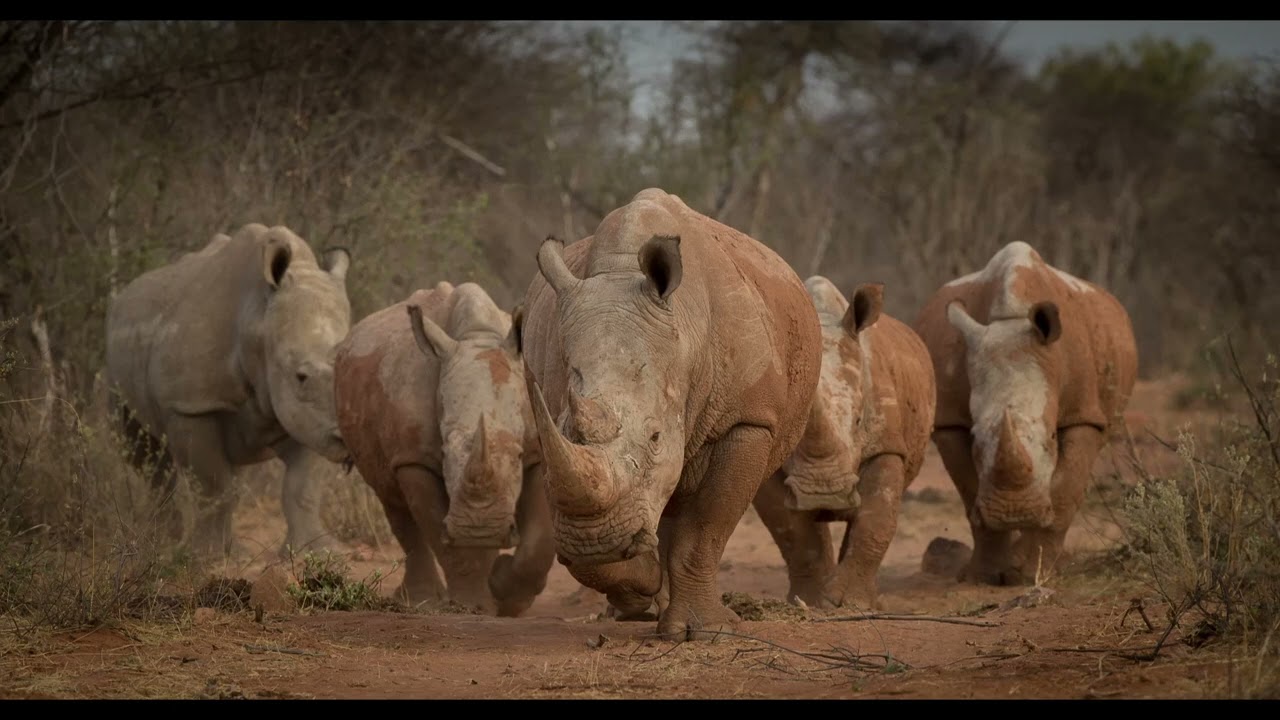 Why legalizing the trade in rhino horn is our only hope - Alex Oelofse