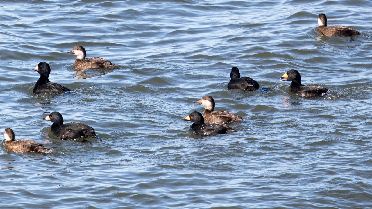 SJNC and PLBO   Mystery Migration   Secrets of the Black Scoter