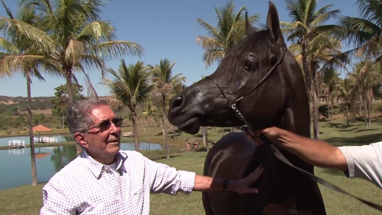 HARAS EM ANÁPOLIS INVESTE NA CRIAÇÃO DE CAVALO ÁRABE