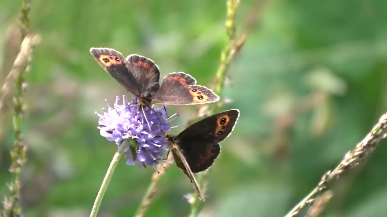 Scotch Argus butterfly at Smardale Gill 9 August 2022